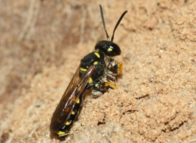 Cerceris_arenaria_-_Sandknotenwespe_w20_12mm_mit_Ruesselkaefer_-_Sandgrube_Niedringhaussee.jpg
