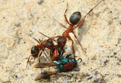 Formica_-Serviformica-_sanguinea_-_Blutrote_Raubameise_44_9mm_mit_Goldwespe.jpg