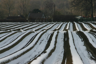 Spargel-Marz-1.jpg