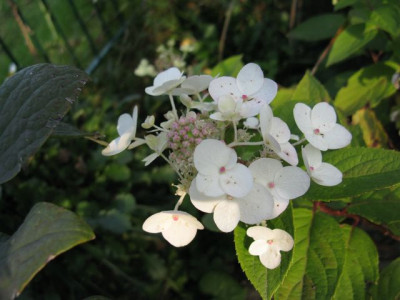 H_pan_PeeWeeIMG_1324_640x480.JPG