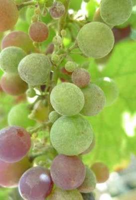 Beeren_Belag.jpg