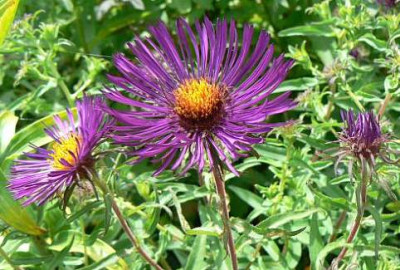 Dunkle_Aster_090729.jpg