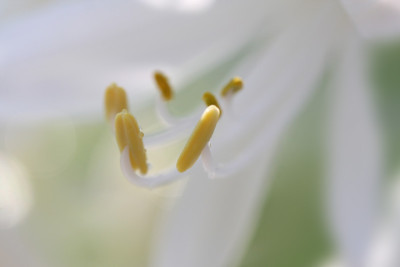 Agapanthus-wei-Staubgefa.jpg