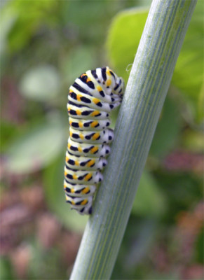 raupe_01.jpg