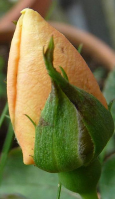 EleganteEdith_07_09_09.JPG