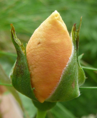 EleganteEdith_07_09_08.JPG
