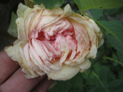 IMG_6174_Small.JPG