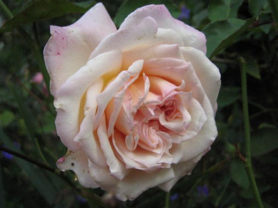 IMG_6175_Small.JPG