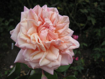 IMG_6177_Small.JPG