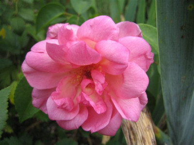 IMG_6180_Small.JPG