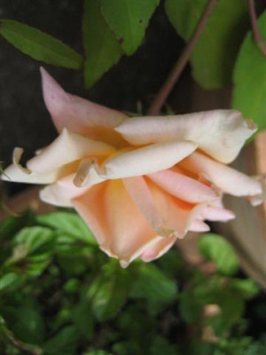 IMG_6190_Small.JPG