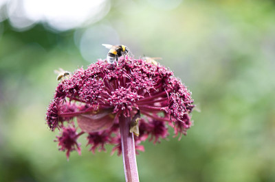Angelica-mit-Hummel-Jul2809.jpg