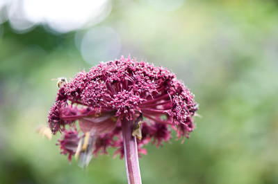 Angelica-mit-Hummel-2-Jul2809.jpg