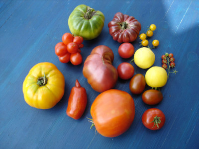tomaten09.jpg