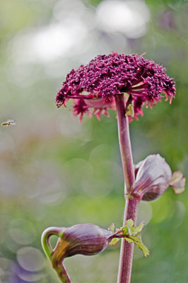 Angelica-gigas-Jul2809.jpg
