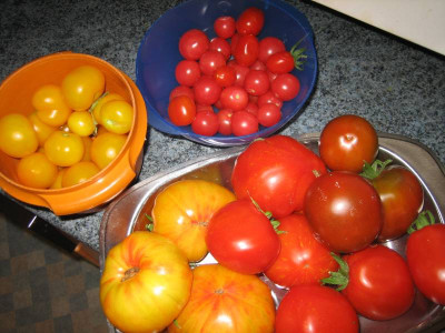 Tomaten2907.jpg