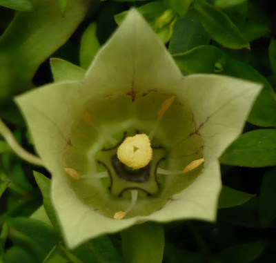 codonopsis_viridiflora.jpg