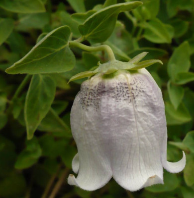 codonopsis_ovata.jpg
