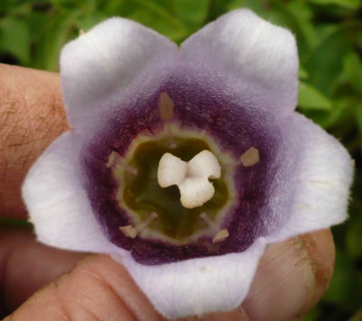 codonops_ovata.jpg