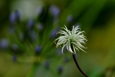 Clematis_1_30-07-2009.jpg