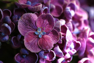 Hortensia_Hopcorn_1_30-07-2009.jpg