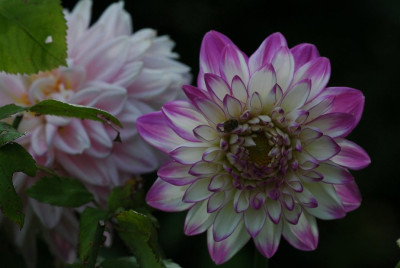 Dahlia_x_1_30-07-2009.jpg