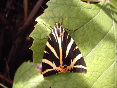 K640_PICT0972.JPG