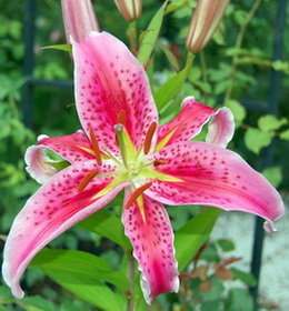 Lilie_DSC_0007.jpg