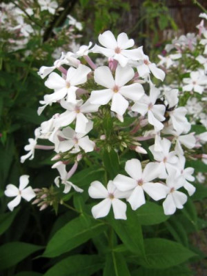 Phlox_Anneken_24901.jpg