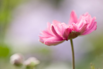Anemone-Jul3109.jpg