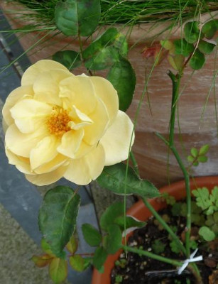 EleganteEdith_07_09_13.JPG