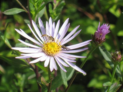 Aster_pyrenaus_lutetia_b.jpg