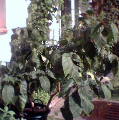 Tomatenbaum002.jpg