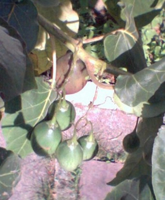 Tomatenbaum003.jpg