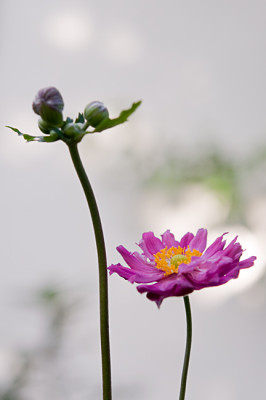 Anemone-2-Jul3109.jpg