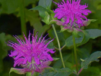 Monarda_Fishes_IMG_3348.jpg