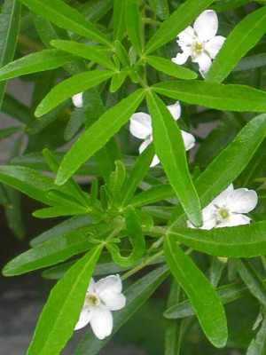 Choysia_IMG_3365.jpg