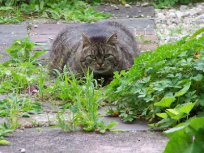 Gartenwachter.jpg