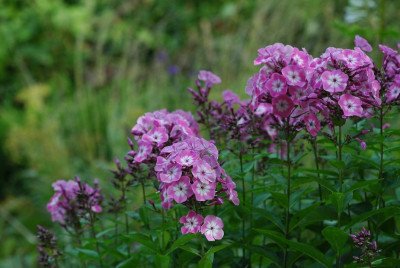 Phlox_X_1_30-07-2009.jpg