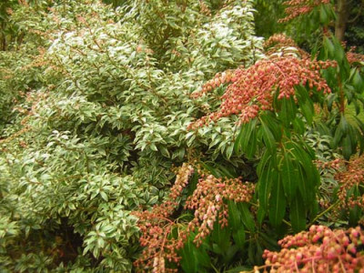 77Pieris_jap_0603.jpg