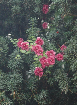B0172a_Large.JPG