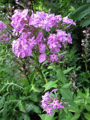 Phlox_amplifolia_24651.jpg