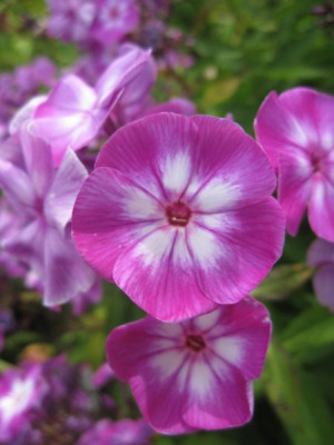 Phlox_Uspech_24681.jpg
