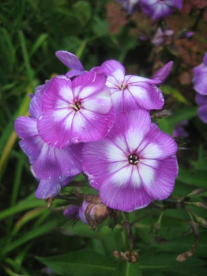 Phlox_Uspech_7445_r11.jpg
