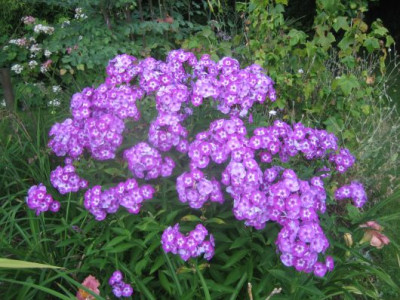 Phlox_Uspech_22542.jpg