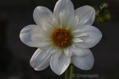 Dahlia-Brides-Bouquet-2009-07-30_8990.jpg