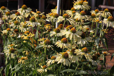 Echinacea-Sunrise-2009-07-30_9002.jpg