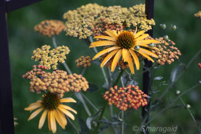 Echinacea-Mango-Meadowbrite-2009-07-30-Feuerland_8971.jpg