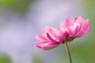 Anemone-Aug0109.jpg