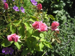 IMG_6197klein.JPG